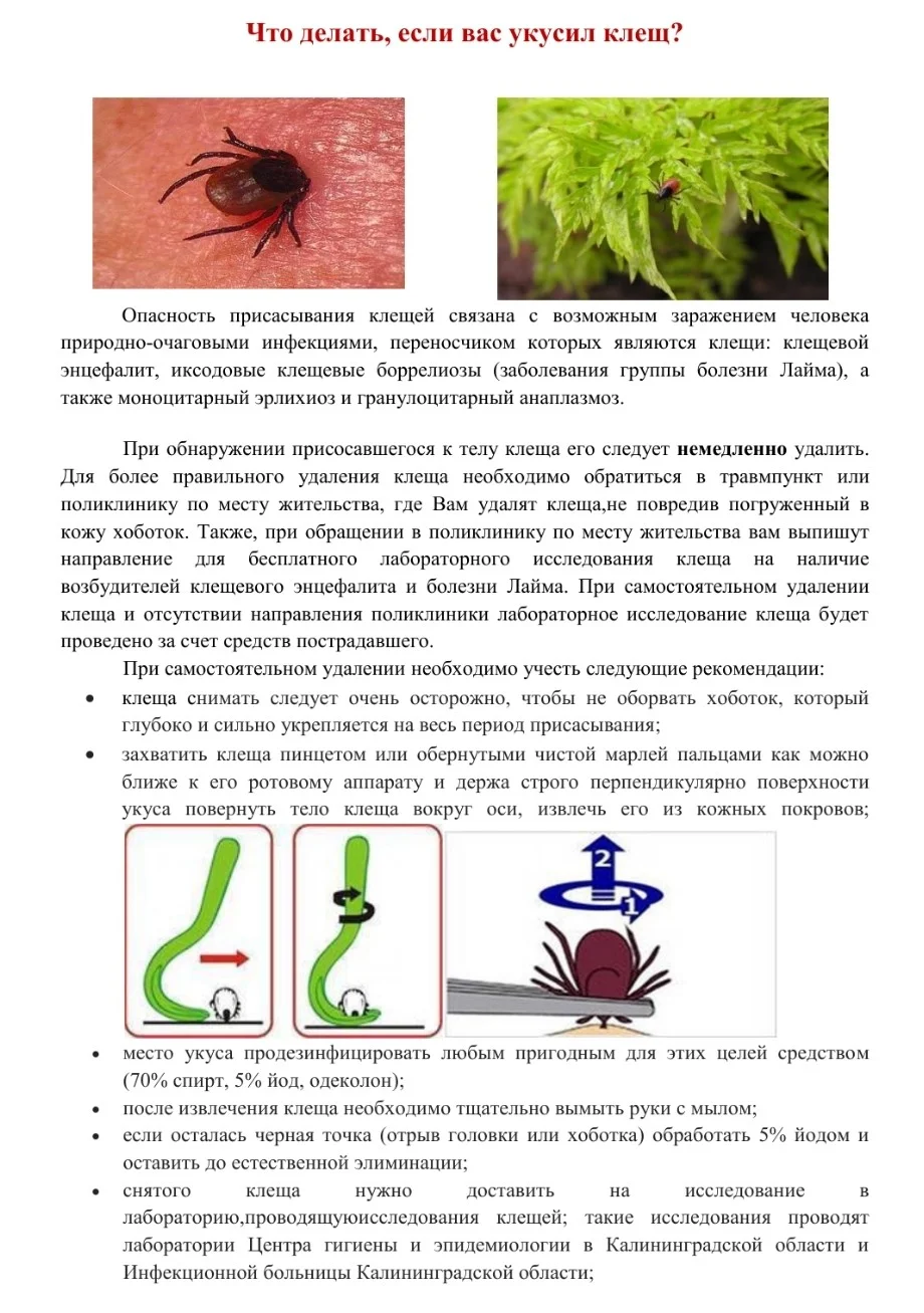 Клещевой энцефалит